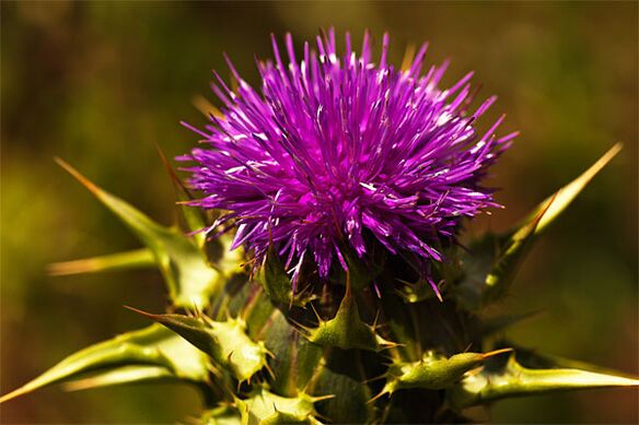 Thistle helps in the lack of male hormone in the body