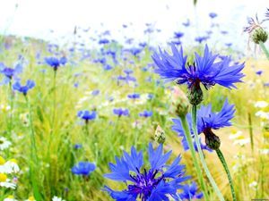 cornflowers