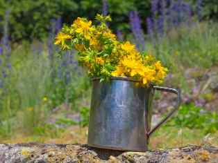 Flowers st. john's wort